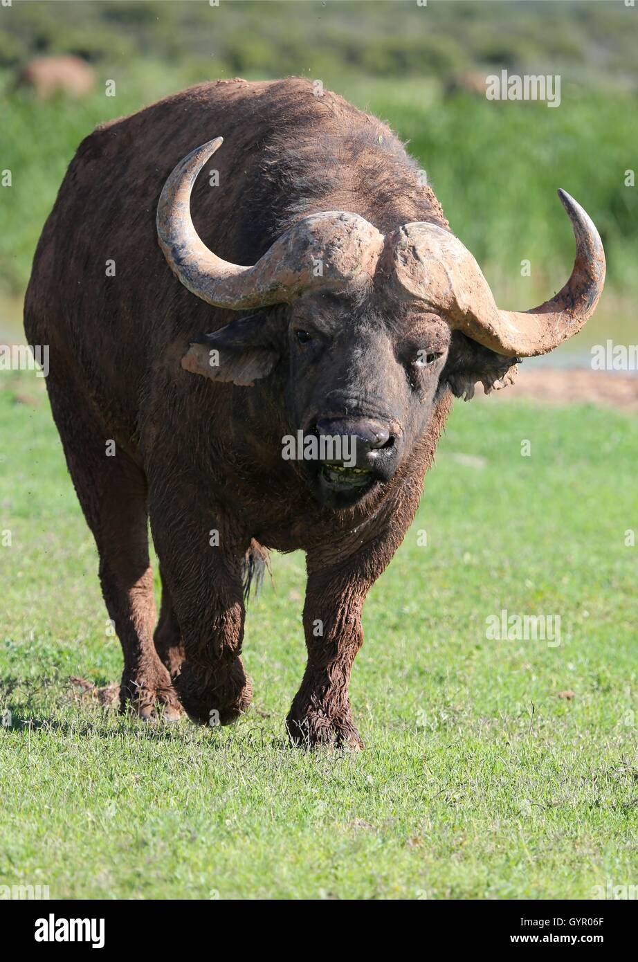 Buffle en colère Banque D'Images