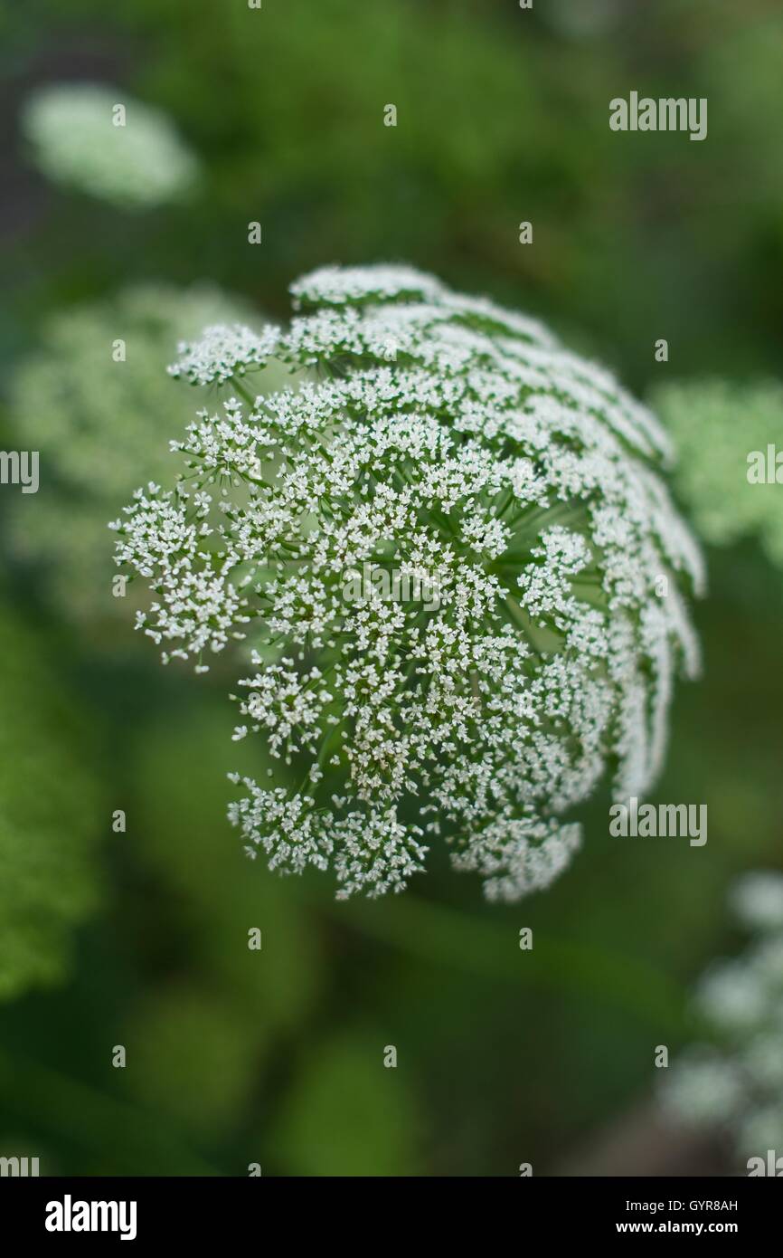 Casablanca, Ammi Visnaga Fleurs évêques, Queen Anne's Lace Banque D'Images