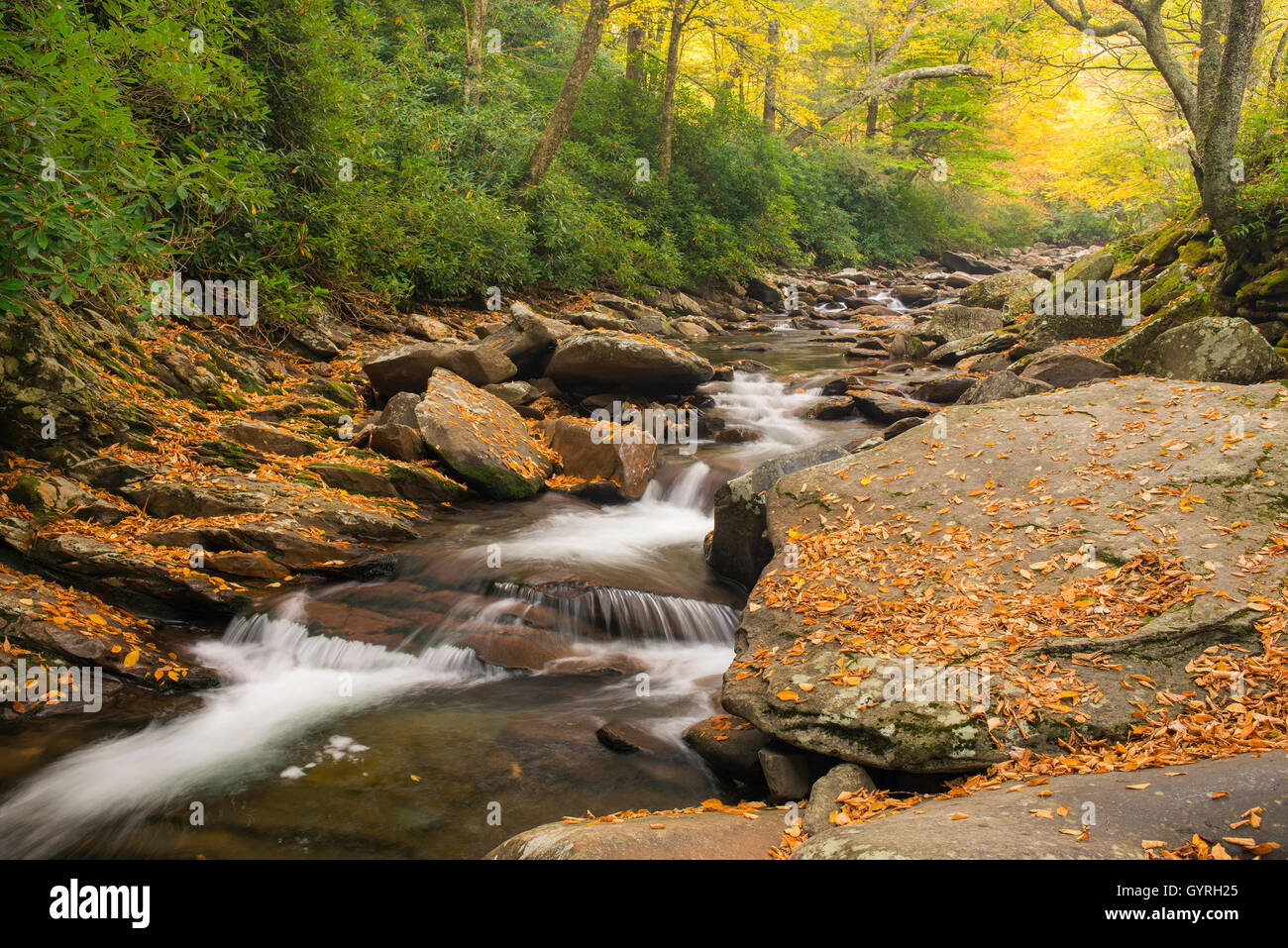 Vue de la Terre, Camp Walker stream, Great Smoky Mountain National Park Utah USA Dembinsky Pho Banque D'Images