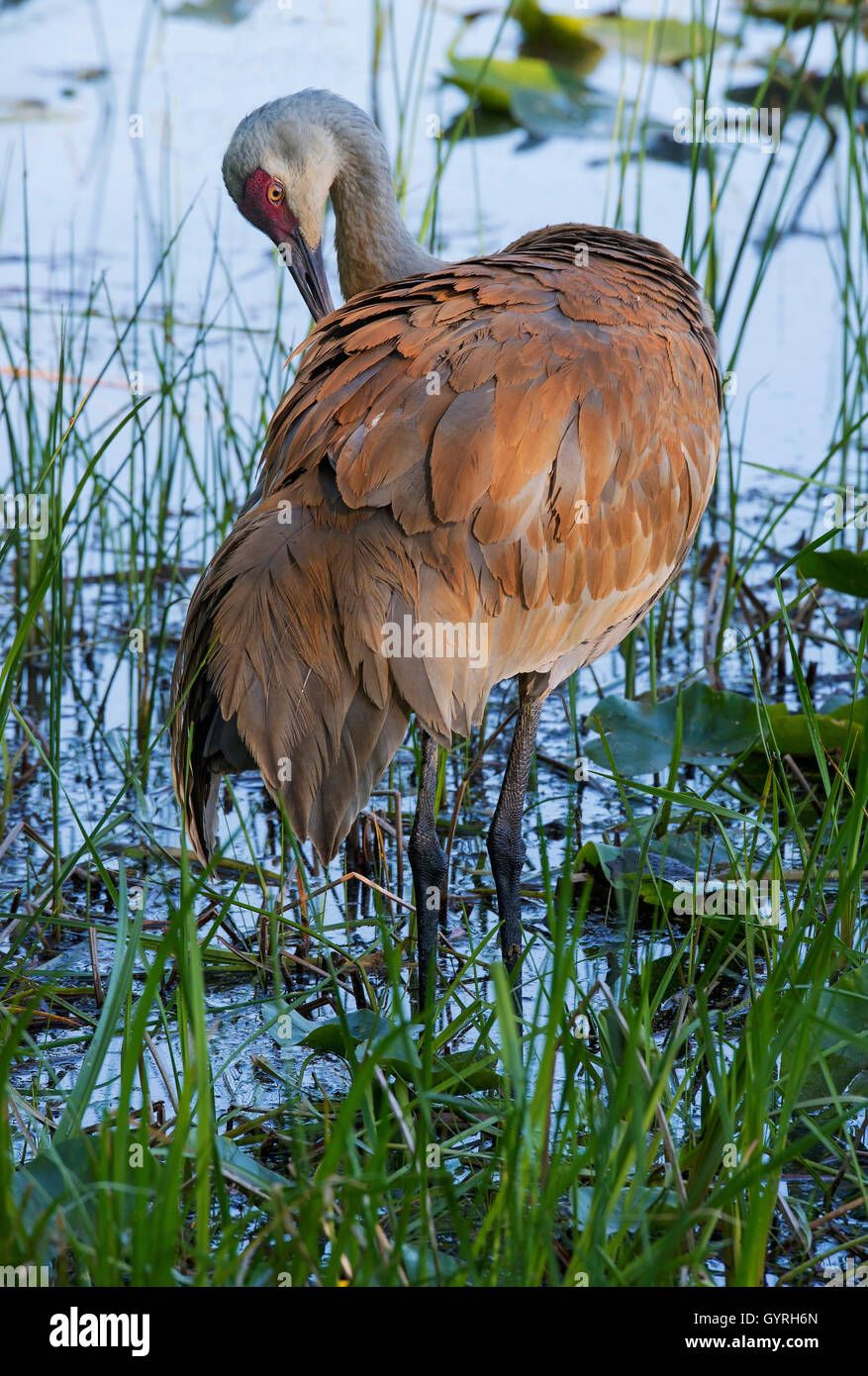 Grue de sandhill (Grus canadensis), préening adulte, printemps, E. Amérique du Nord, par Skip Moody/Dembinsky photo Assoc Banque D'Images