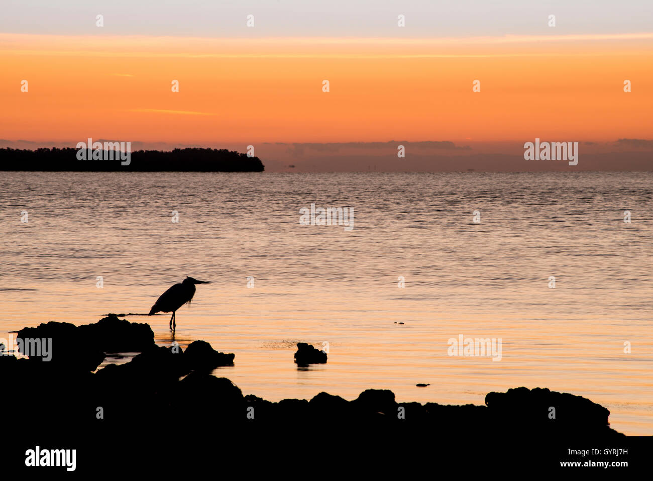 Silhouette de la Grande Egret (Ardea alba) le long de la baie de Floride au lever du soleil, parc national des Everglades, Floride États-Unis, par Bill Lea/Dembinsky photo Assoc Banque D'Images