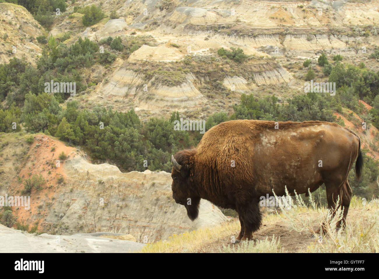 Un bison d'Amérique à la recherche sur badlands. Banque D'Images