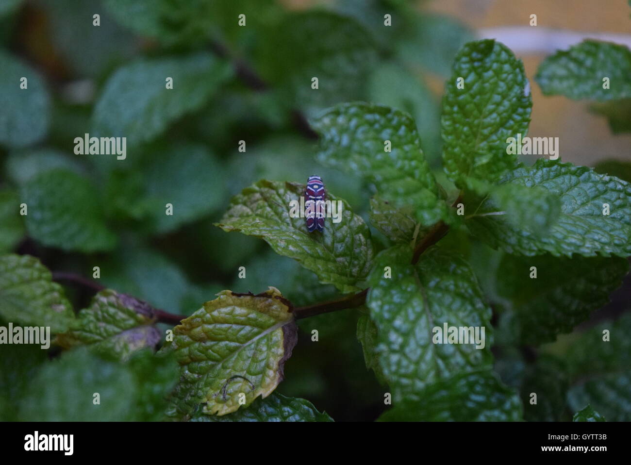 Insecte sur la menthe fraîche laisser Banque D'Images