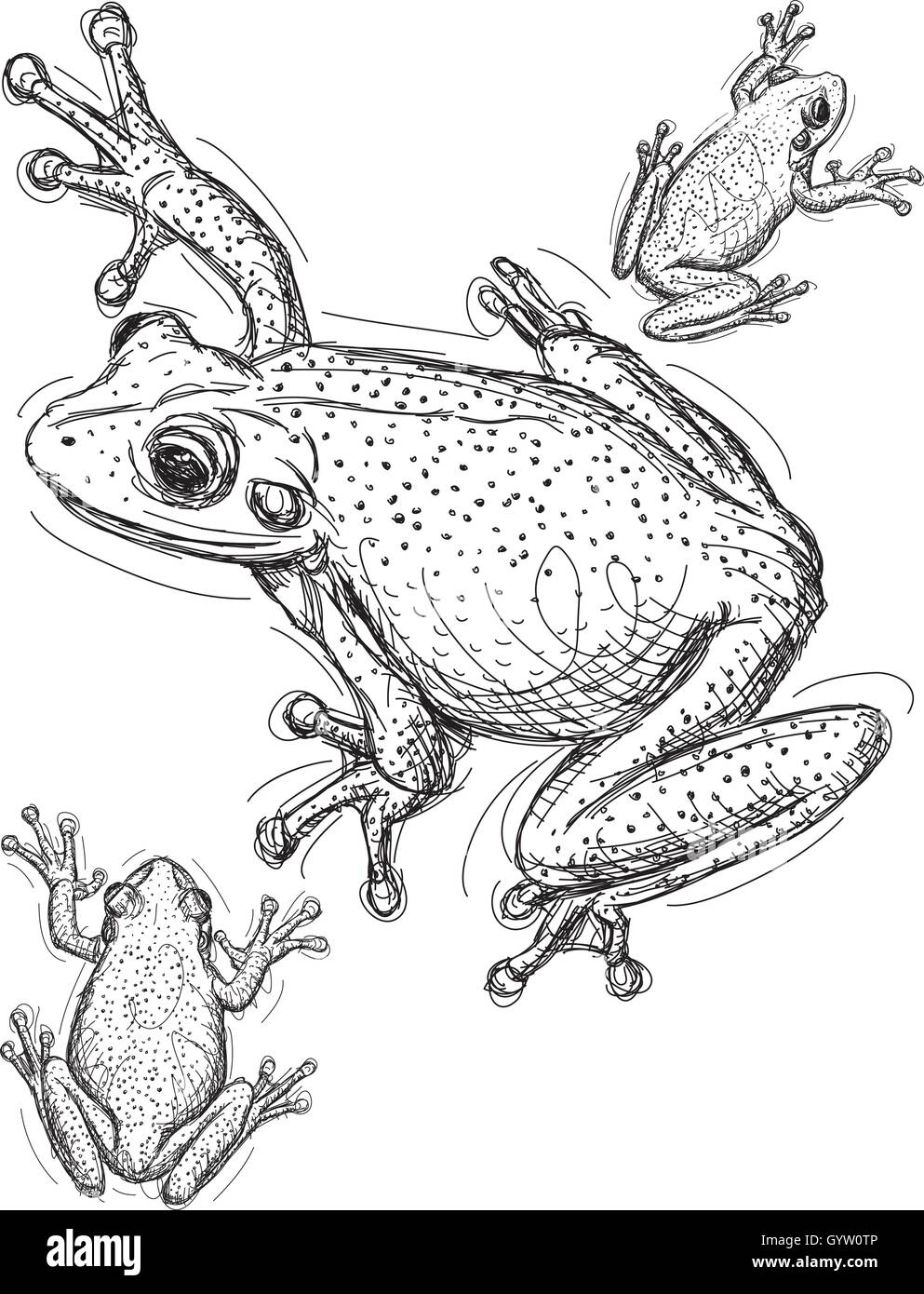 Croquis de la grenouille Illustration de Vecteur