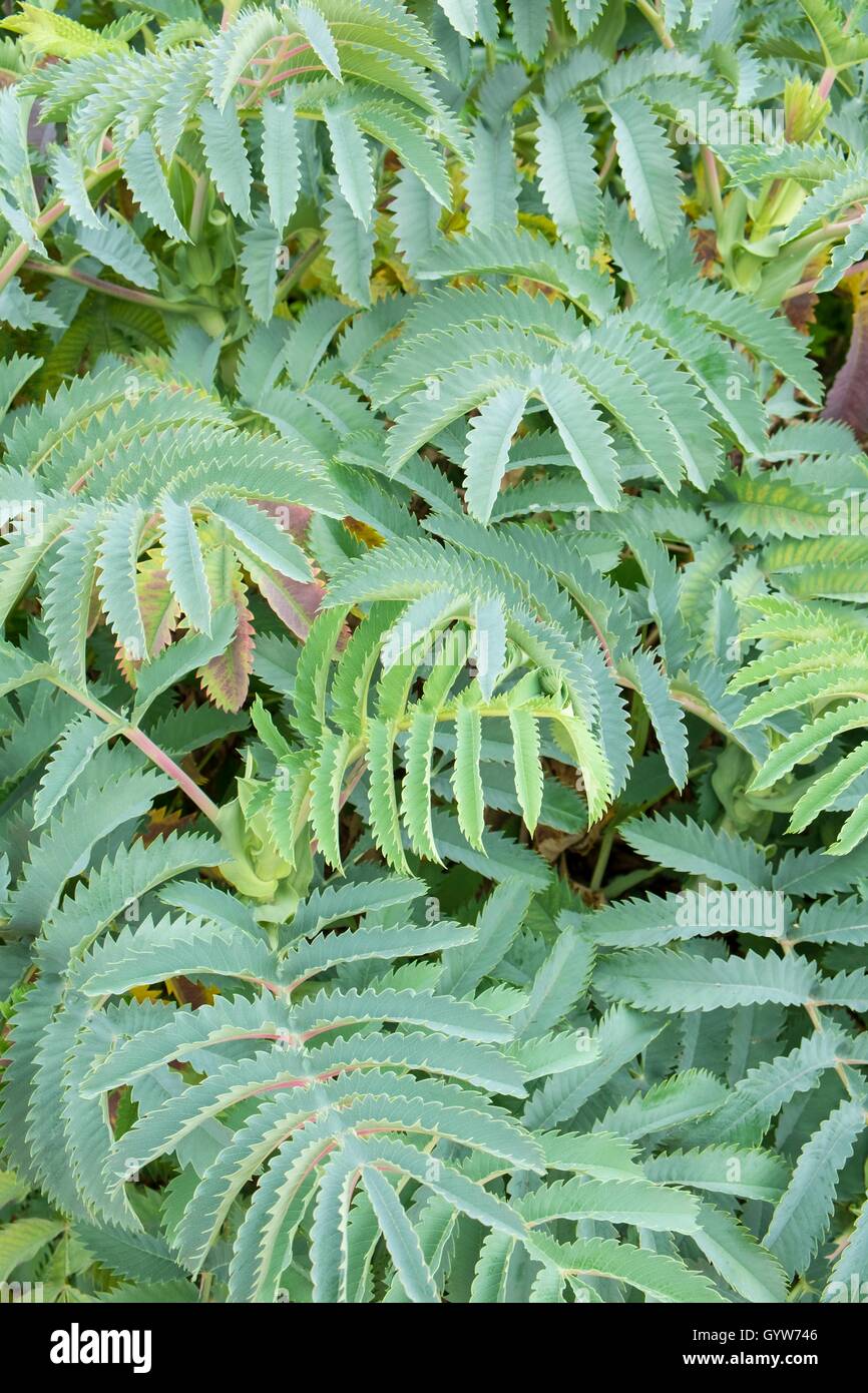 Melianthus major - le miel bush. Banque D'Images