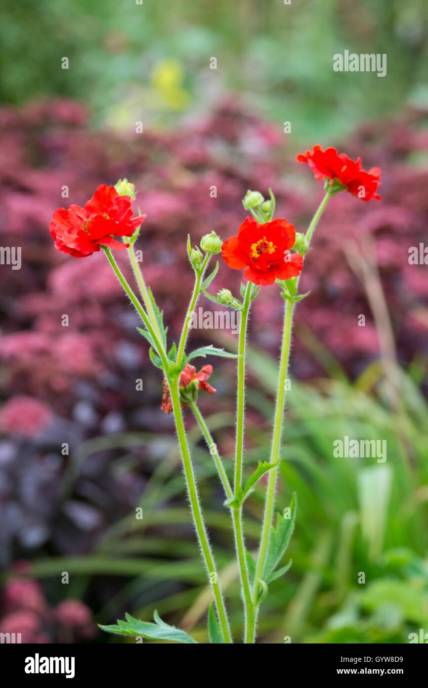 Geum chiloense 'Mrs Bradshaw'. Banque D'Images