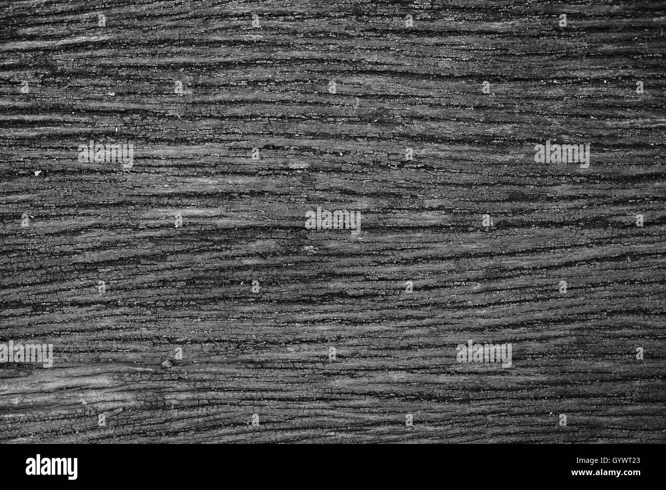 Texture arbre noir et blanc Banque D'Images