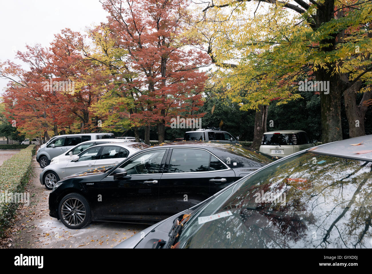 Kyoto, Japon - Nov 7, 2015 : les arbres d'automne dans un parking à Kyoto. Banque D'Images