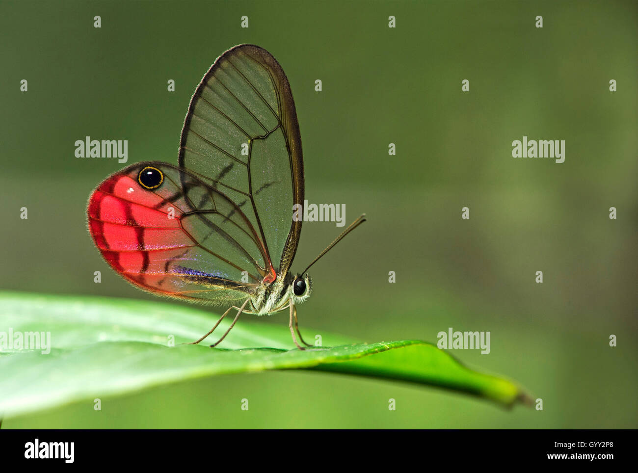 Papillon sésie (Cithaerias pireta), Amazon rainforest, Canande River River Reserve, Choco, forêt Équateur Banque D'Images