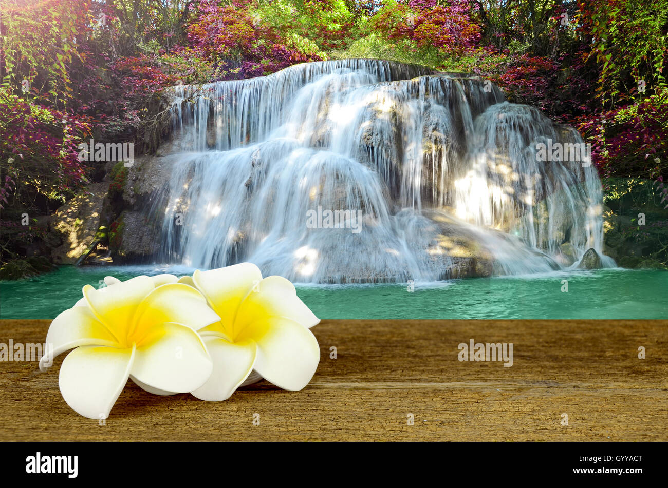 Belle cascade de pittoresque avec forêt d'automne avec blanc et jaune Plumeria flower sur le vieux bois table. Banque D'Images