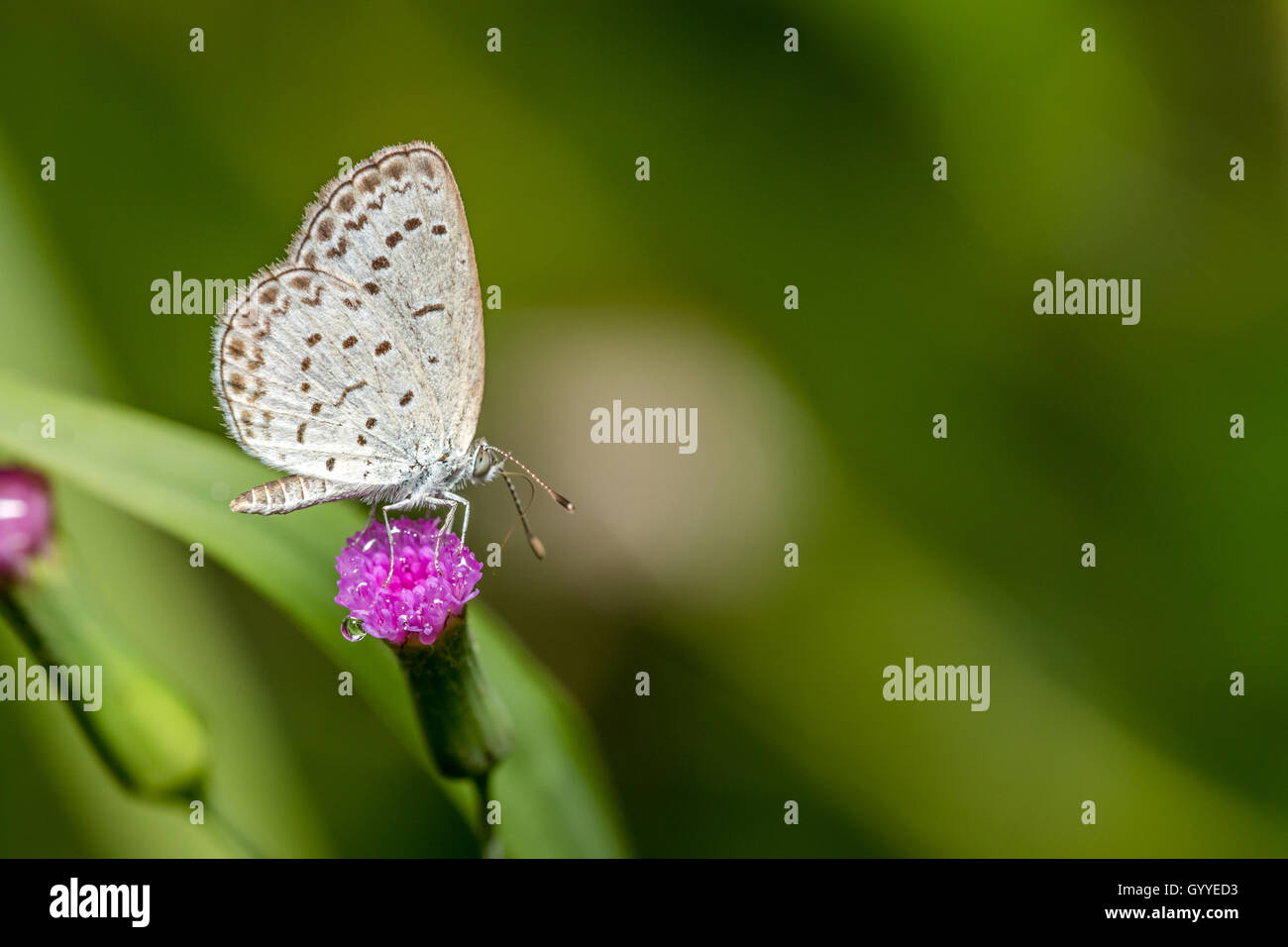 Herbe pâle Bleu - Butterfly (Zizeeria maha) Banque D'Images