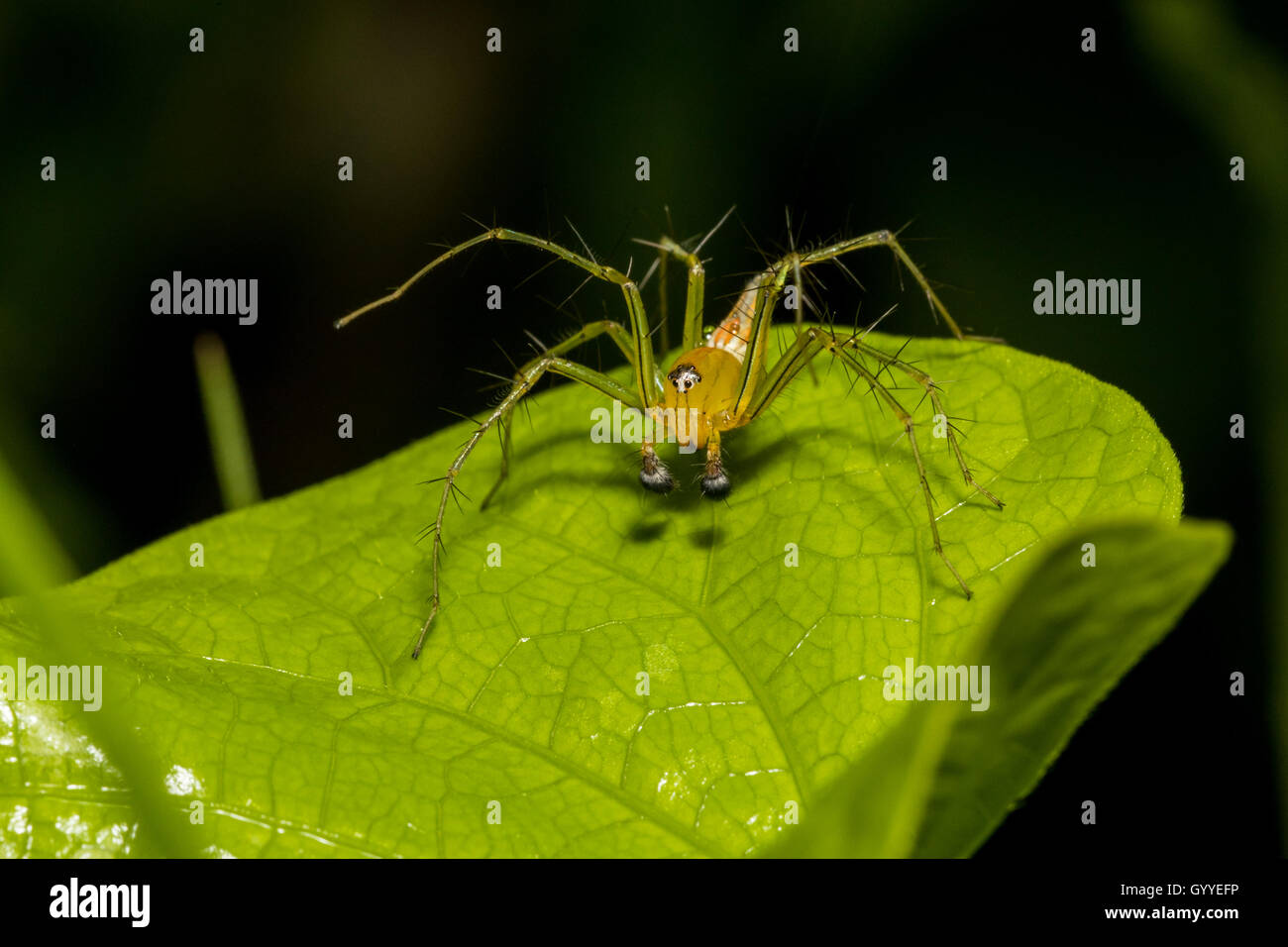 Golden spider lynx (Oxyopes macilentus) Banque D'Images