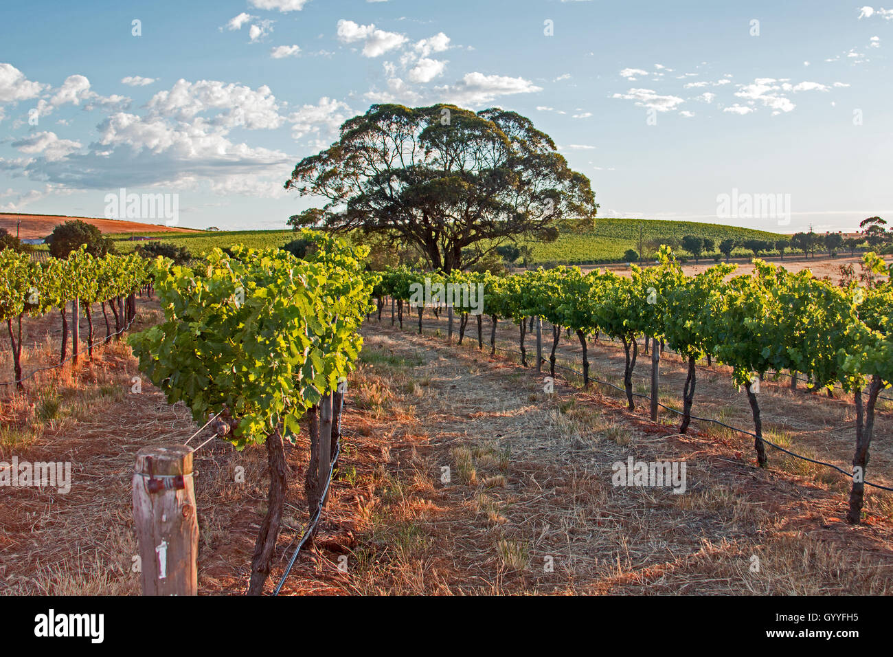 Arbre dans la Barossa Valley Vineyards avec ciel nuageux tôt le matin dans le sud de l'Australie Banque D'Images