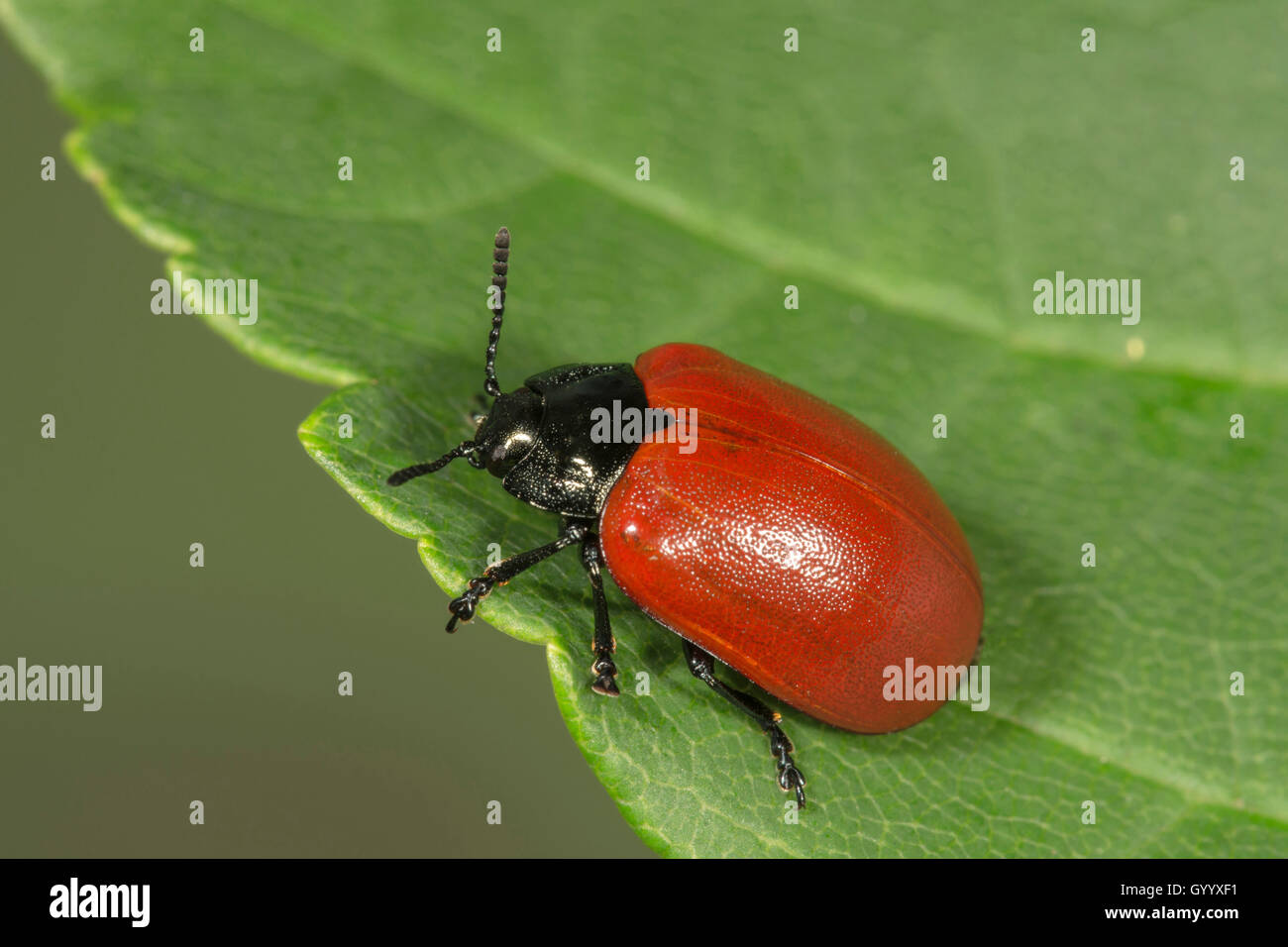 Chrysomela populi (Chrysomela populi) sur feuille, Bade-Wurtemberg, Allemagne Banque D'Images