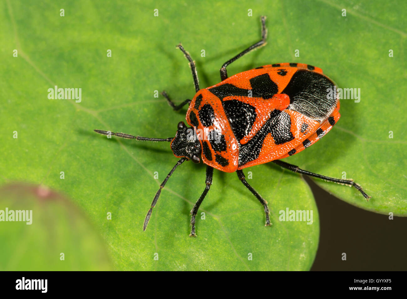 Bouclier rouge et noir bug (Eurydema dominulus) sur feuille, Bade-Wurtemberg, Allemagne Banque D'Images