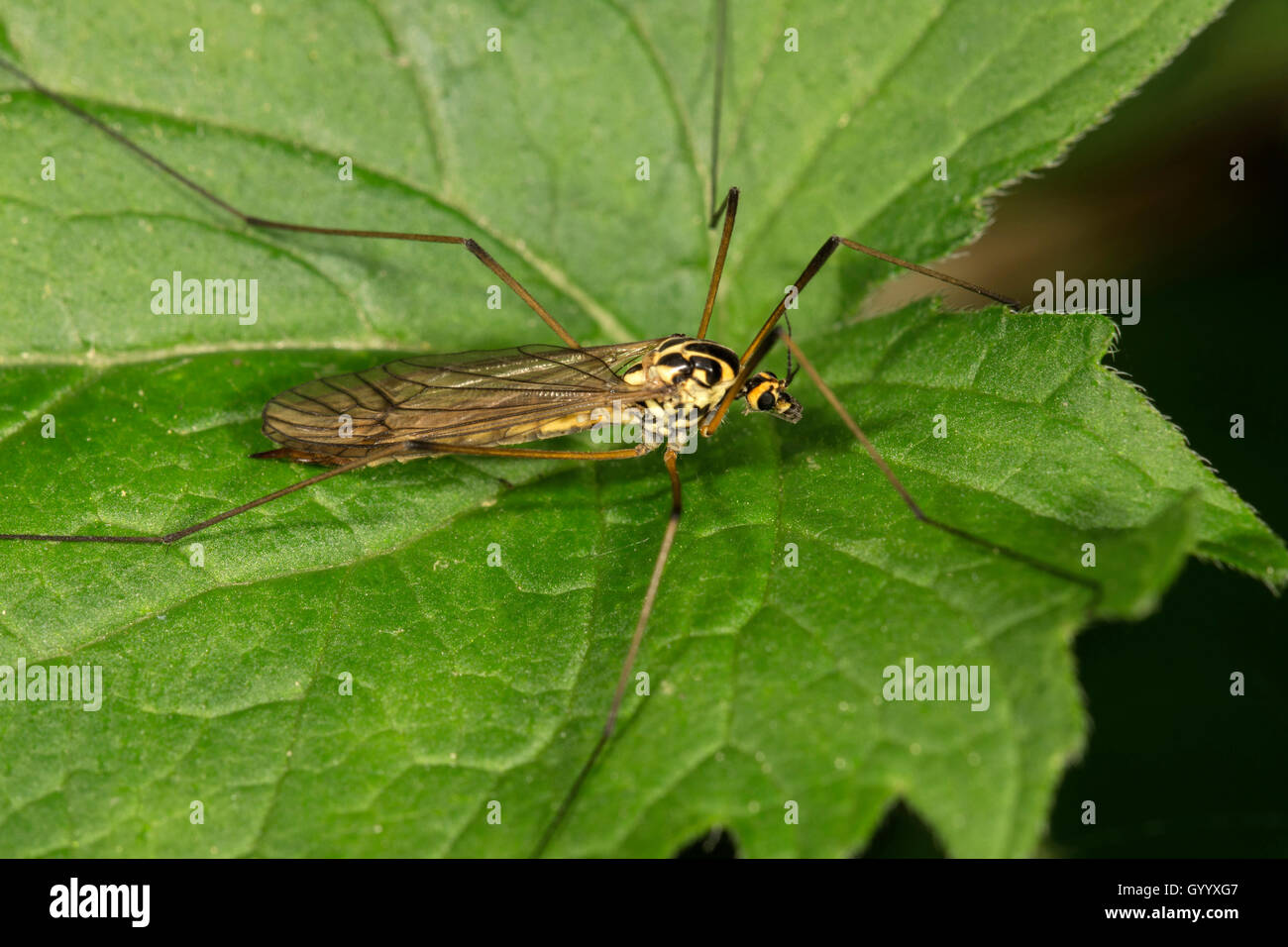 (Tipule Nephrotoma terminalis) sur feuille, Bade-Wurtemberg, Allemagne Banque D'Images