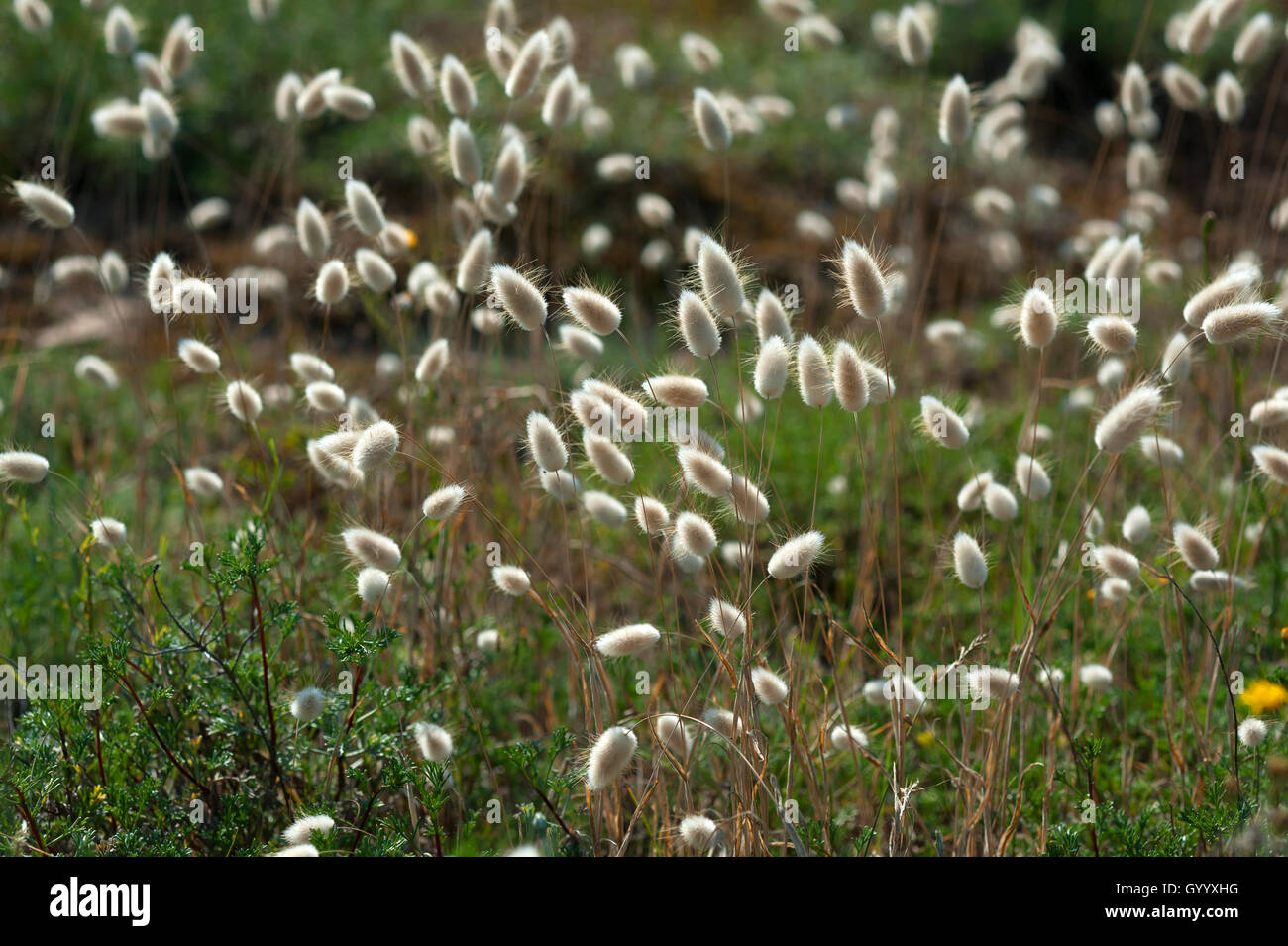 La Lièvre (Lagurus ovatus), Côte Atlantique, Vabdée, France Banque D'Images