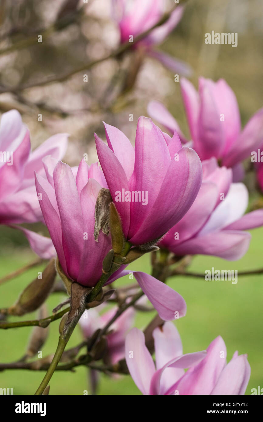 Magnolia 'fleurs' Surprise de Caerhays. Banque D'Images