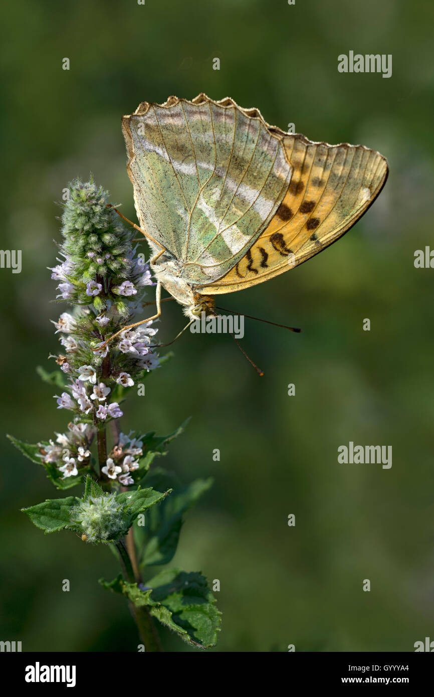 Silver-lavé fritillary (Argynnis paphia) sur fleur, Burgenland, Autriche Banque D'Images