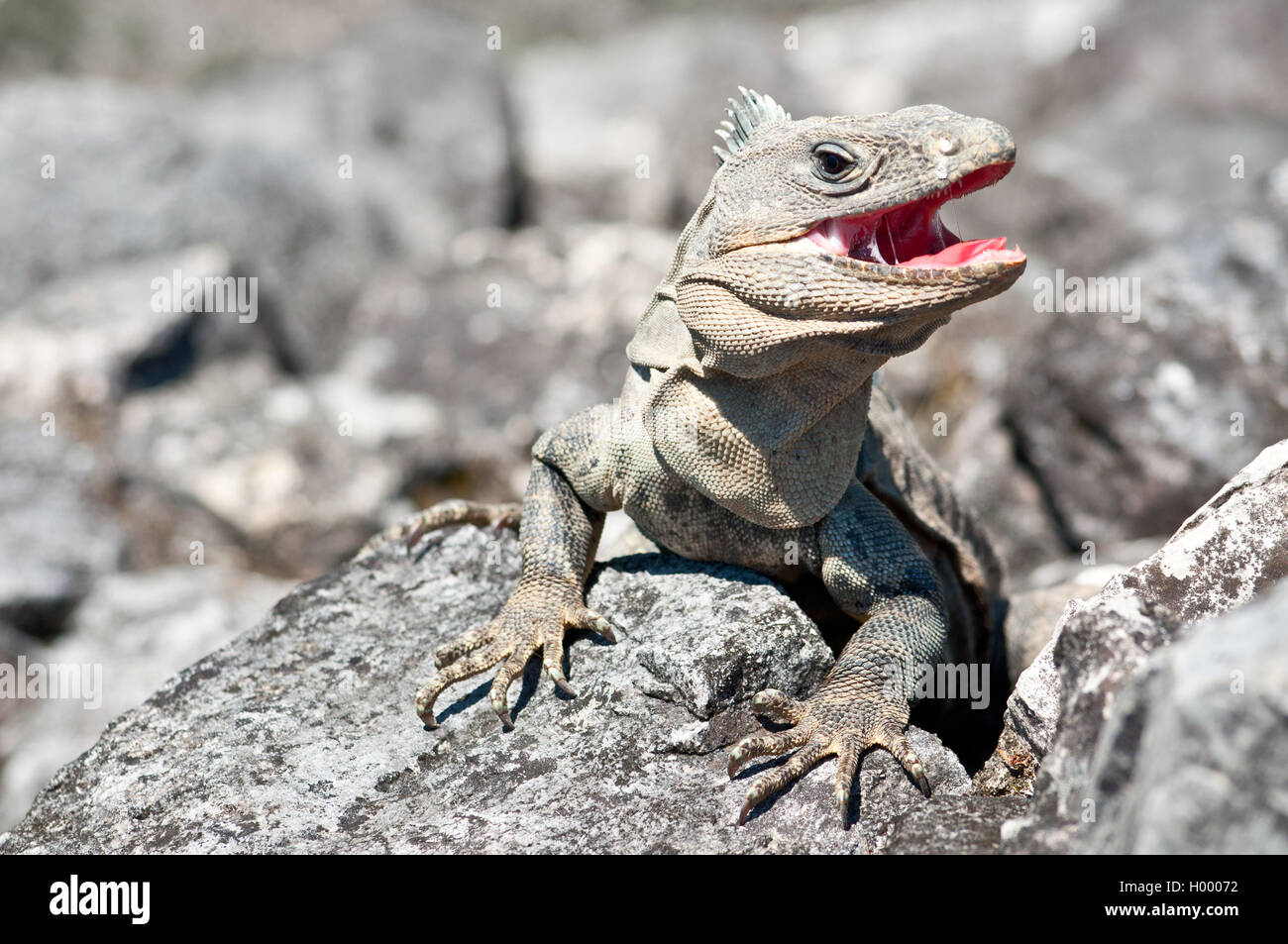 Iguana gris avec la bouche ouverte d'attaquer des étrangers à Palenque, Mexique Banque D'Images