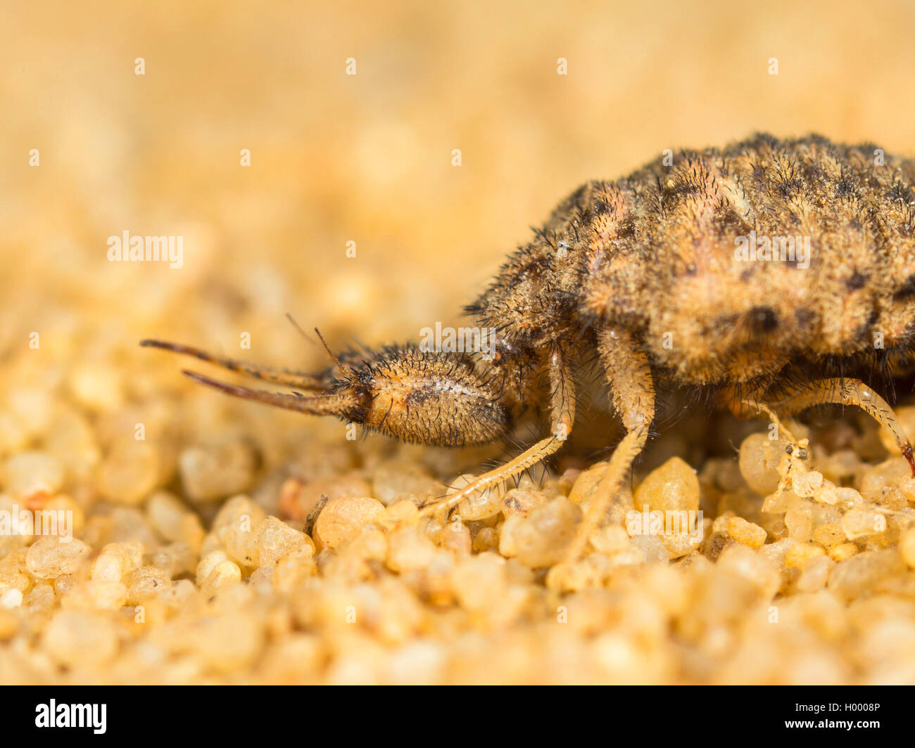 Antlion Euroleon nostras (européenne), larves matures, assis dans le sable, Allemagne Banque D'Images