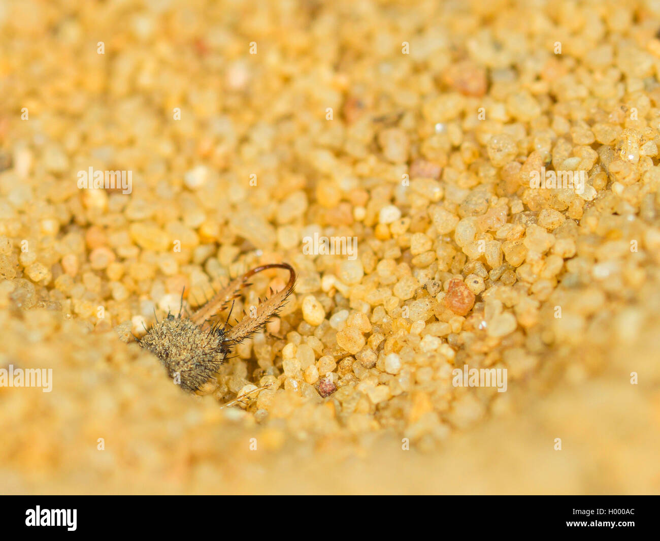 Antlion Euroleon nostras (européenne), Antlion (larves matures) construit un puits conique dans le sol sablonneux, Allemagne Banque D'Images