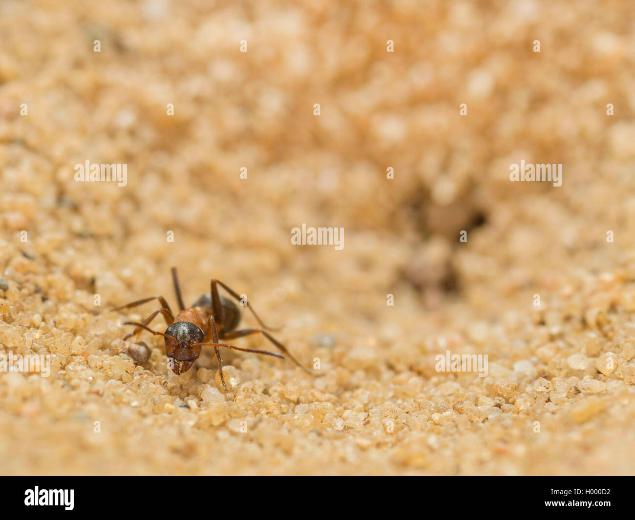 Antlion Euroleon nostras (européenne), saisis (Formica rufibarbis ant) essayant de fuir hors de la fosse conique, Allemagne Banque D'Images