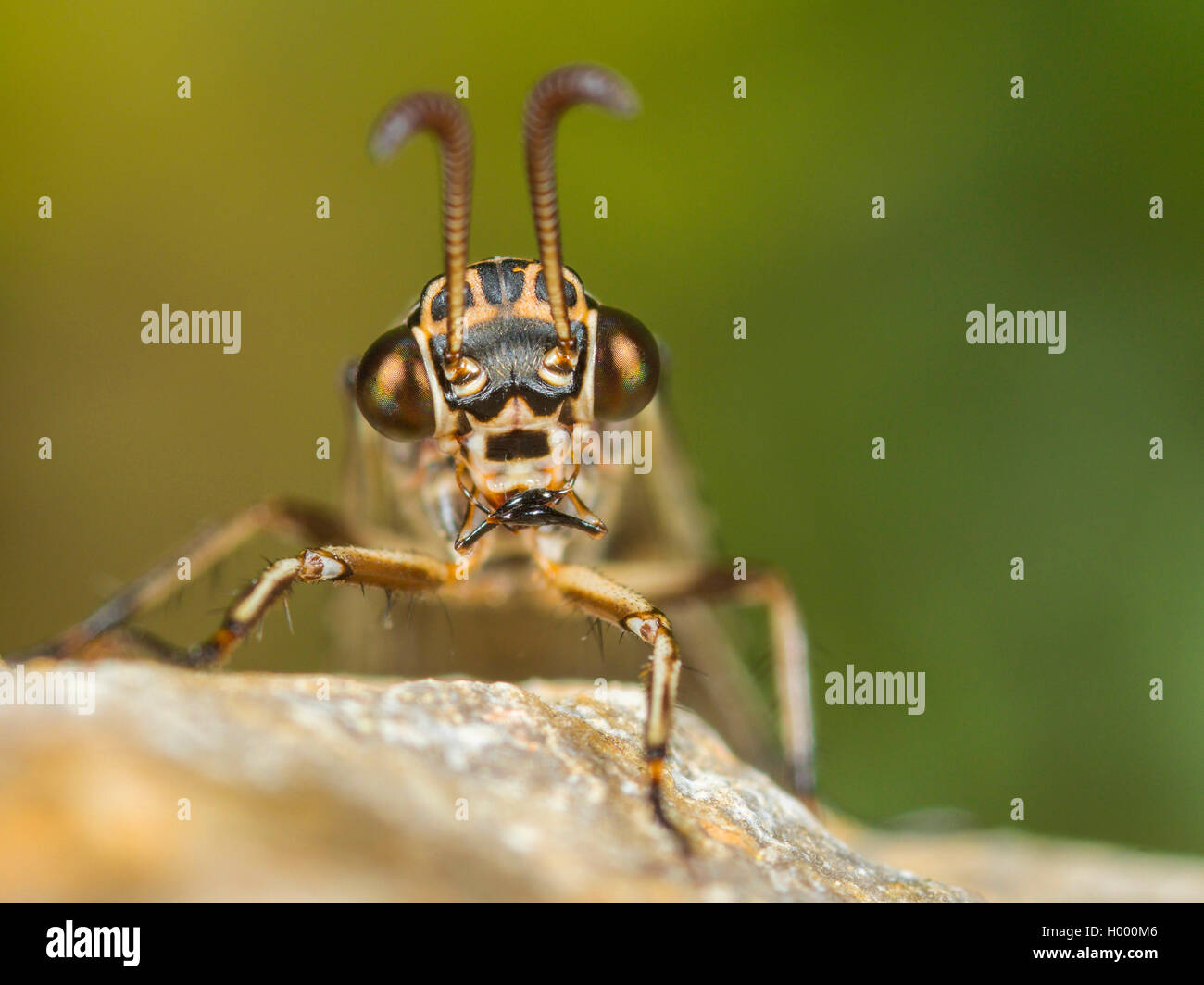 Antlion Euroleon nostras (européenne), femme, portrait, Allemagne Banque D'Images