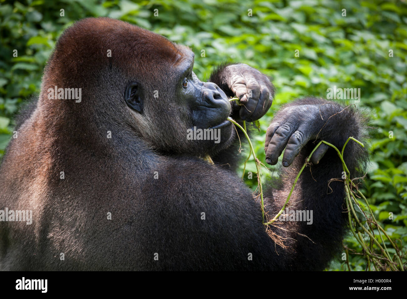 Flachlandgorilla Westlicher (Gorilla gorilla gorilla) dans un sanctuaire de primates des Gehege, LimbÃ©, Kamerun. Foto : Matthias Gra Banque D'Images