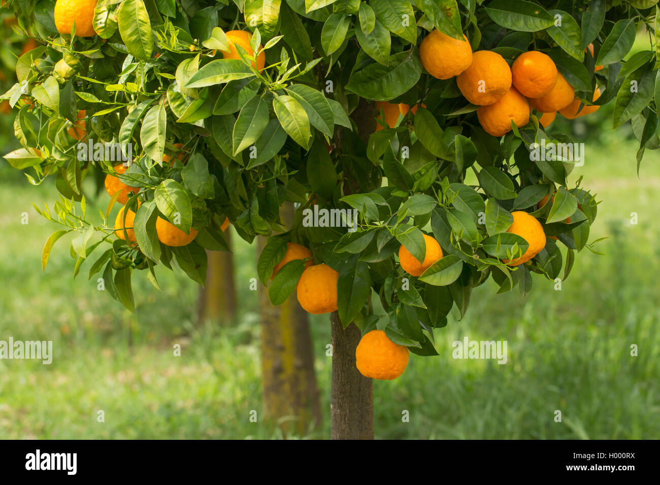 Oranges mûres growing on tree Banque D'Images