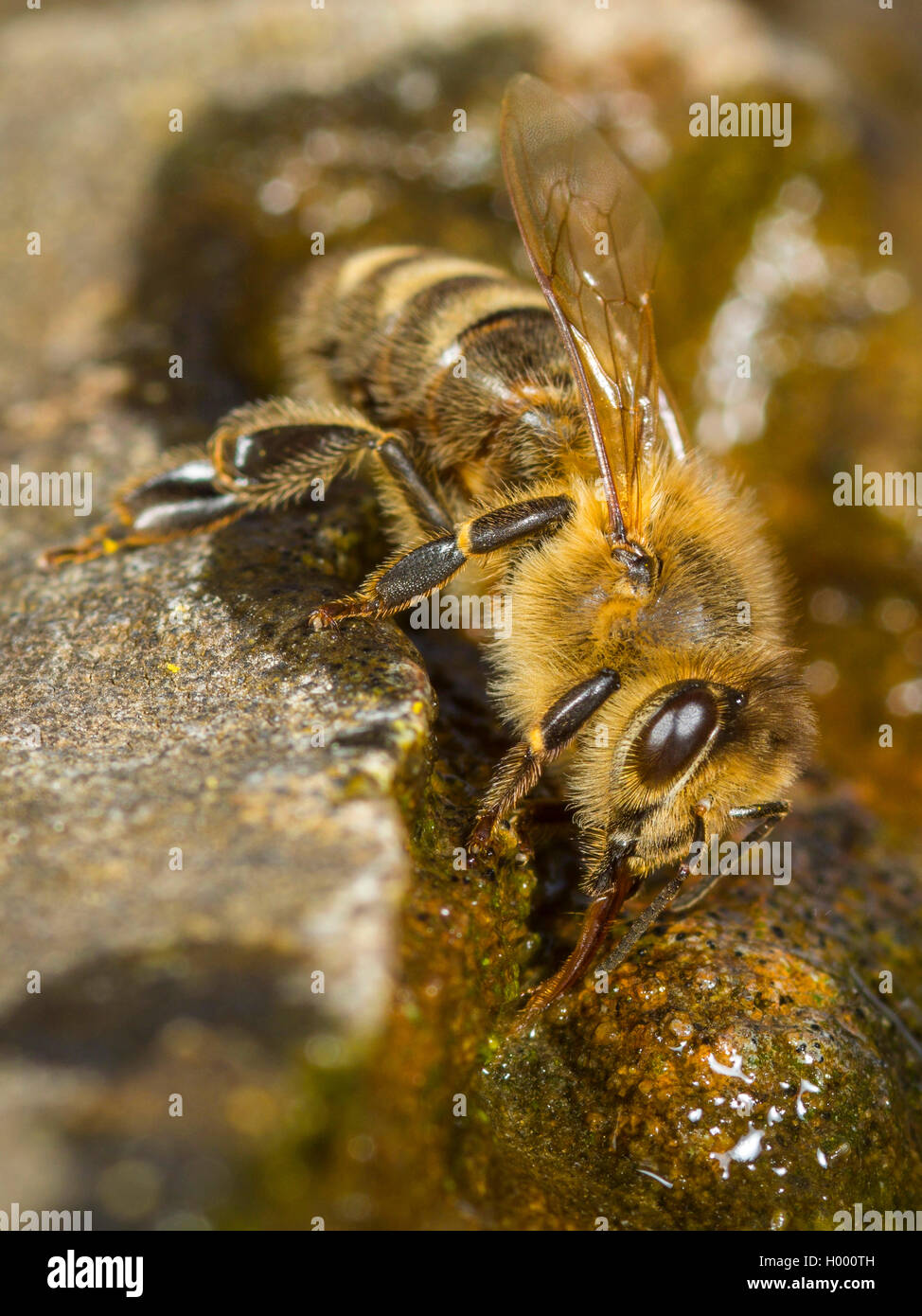 Abeille, ruche abeille (Apis mellifera mellifera), l'eau potable sur une pierre humide, Allemagne Banque D'Images