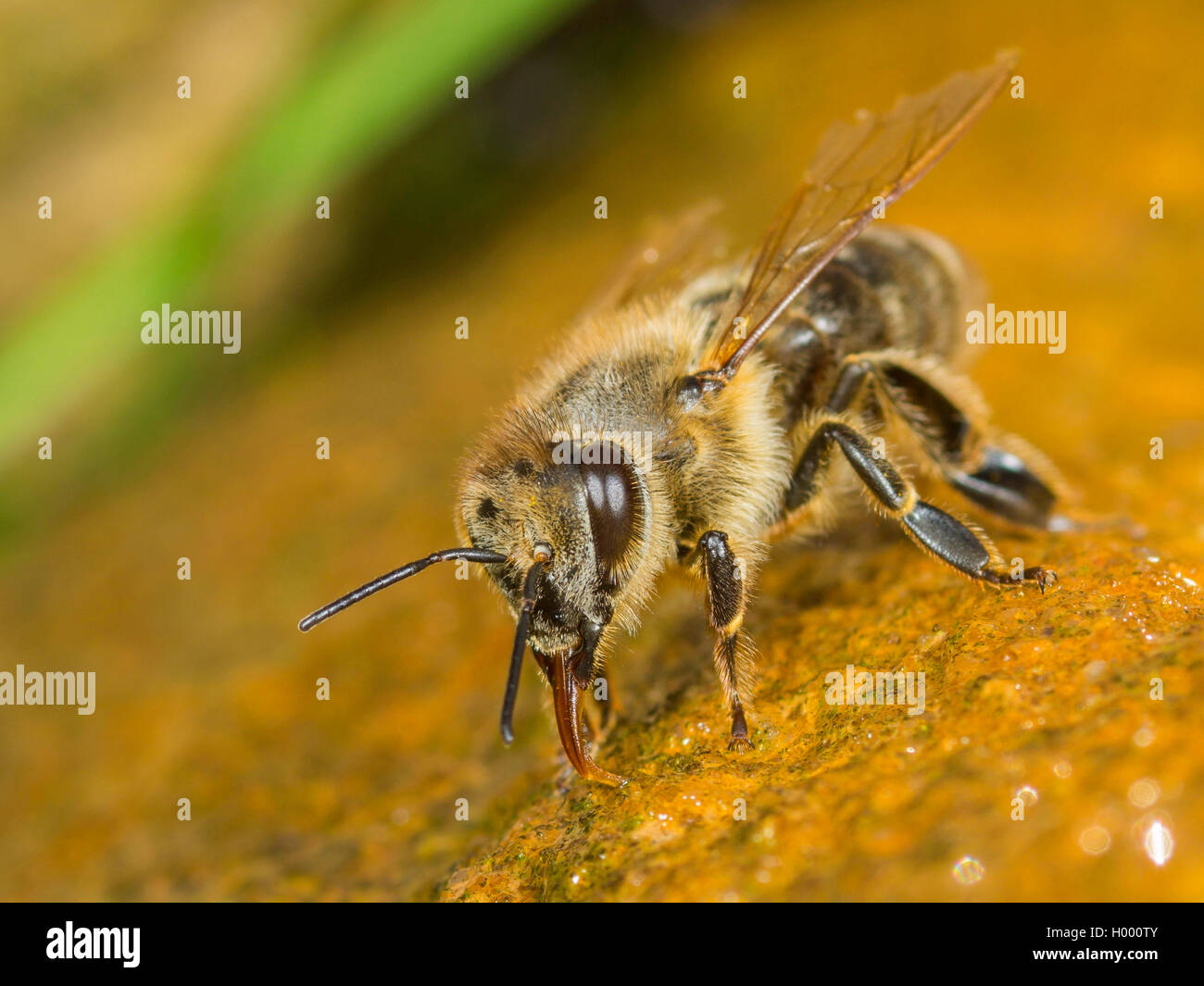 Abeille, ruche abeille (Apis mellifera mellifera), l'eau potable sur une pierre humide, Allemagne Banque D'Images