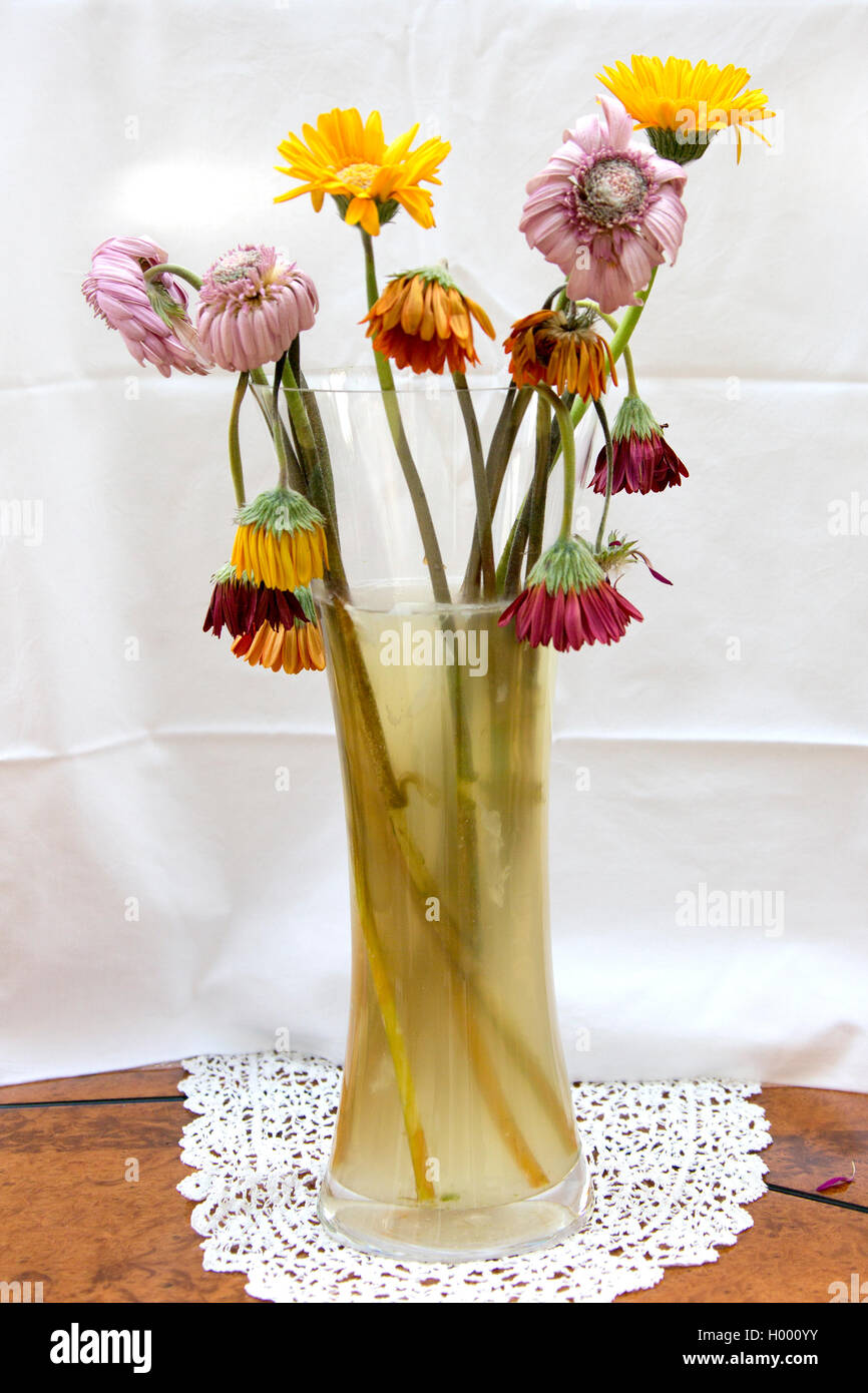 Un vase de fleurs mortes ou mourantes/fleurs dans l'eau sale. Banque D'Images