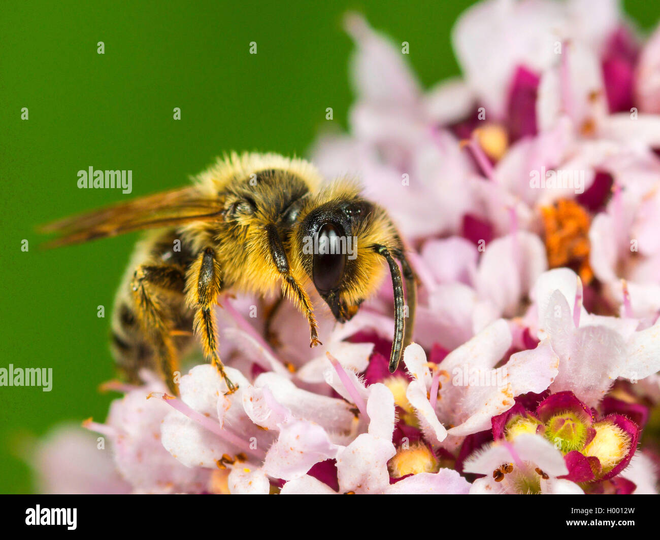 L'exploitation minière à pattes jaunes (Andrena flavipes2170), homme qui se nourrissent de l'origan (Origanum vulgare), Allemagne Banque D'Images