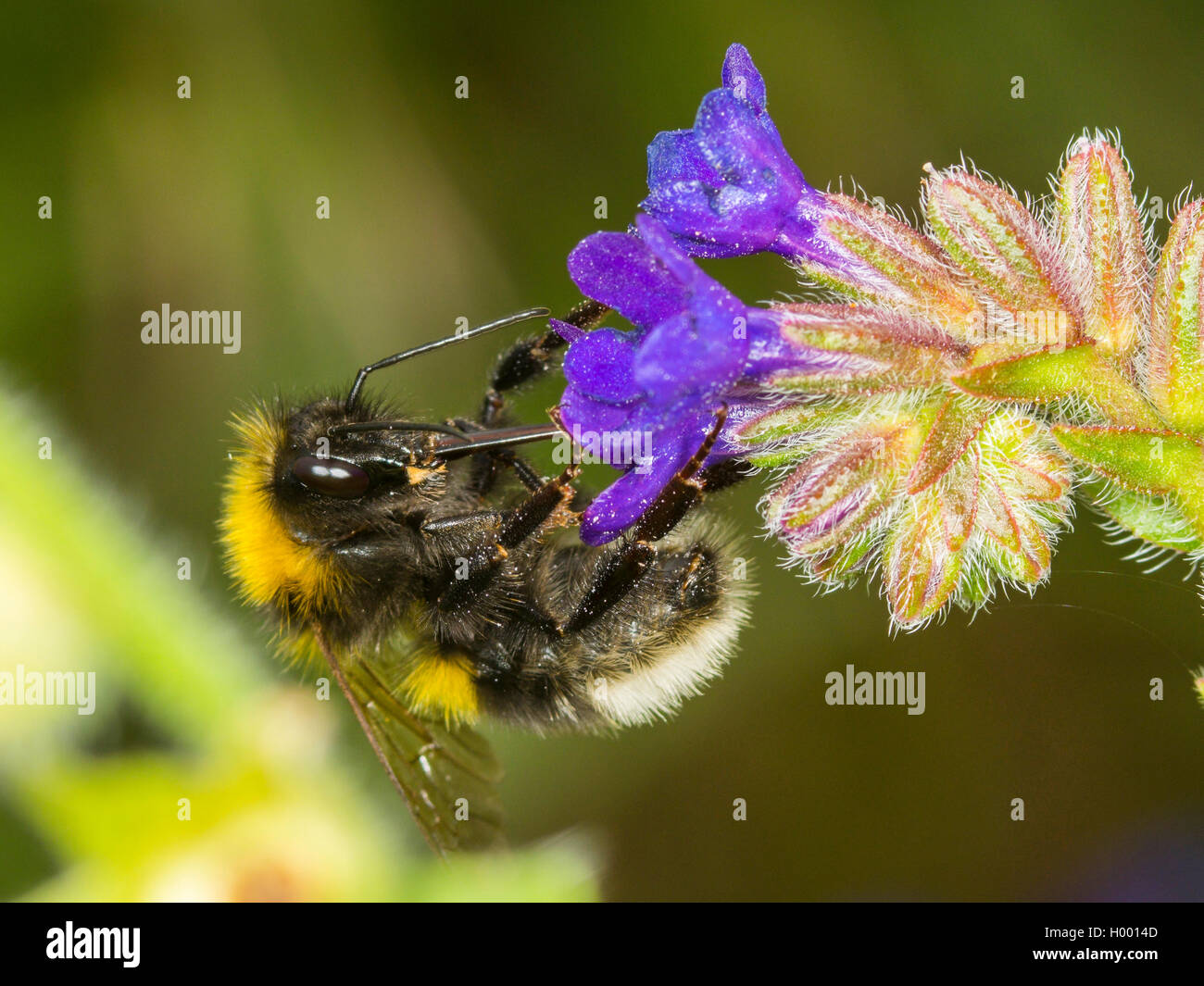 Petit jardin de bourdons (Bombus hortorum), Jardin Bumblebee qui se nourrissent de Vipérine commune Anchusa officinalis (commune), Allemagne Banque D'Images