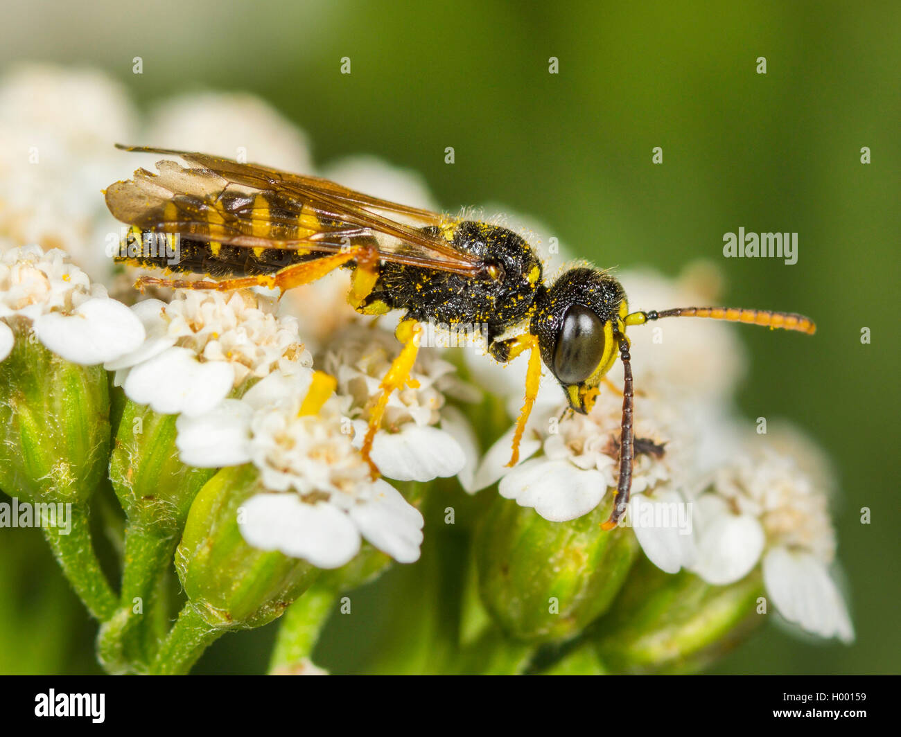 Cinq lignes Queue Digger Wasp (Cerceris quinquefasciata), homme qui se nourrissent de l'Achillea millefolium Achillée (commune), Allemagne Banque D'Images