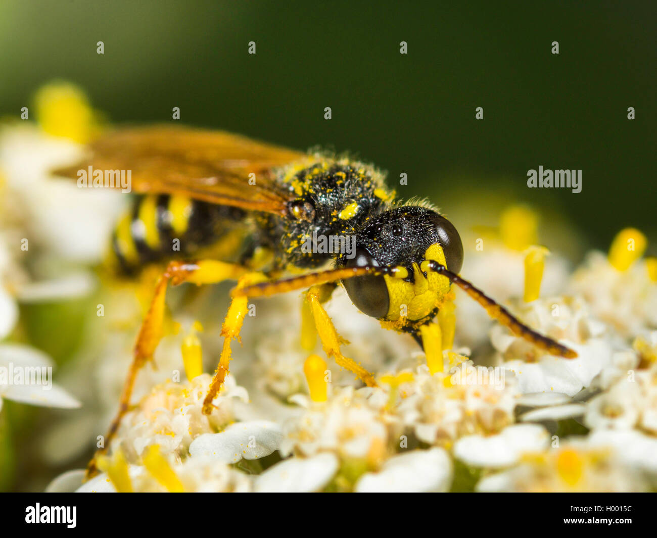 Cinq lignes Queue Digger Wasp (Cerceris quinquefasciata), homme qui se nourrissent de l'Achillea millefolium Achillée (commune), Allemagne Banque D'Images