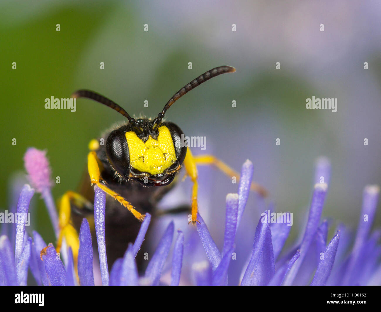 Queue ornée Digger Wasp (Cerceris rybyensis), homme qui se nourrissent de Sheep's Bit Scabious (Jasione montana), Allemagne Banque D'Images