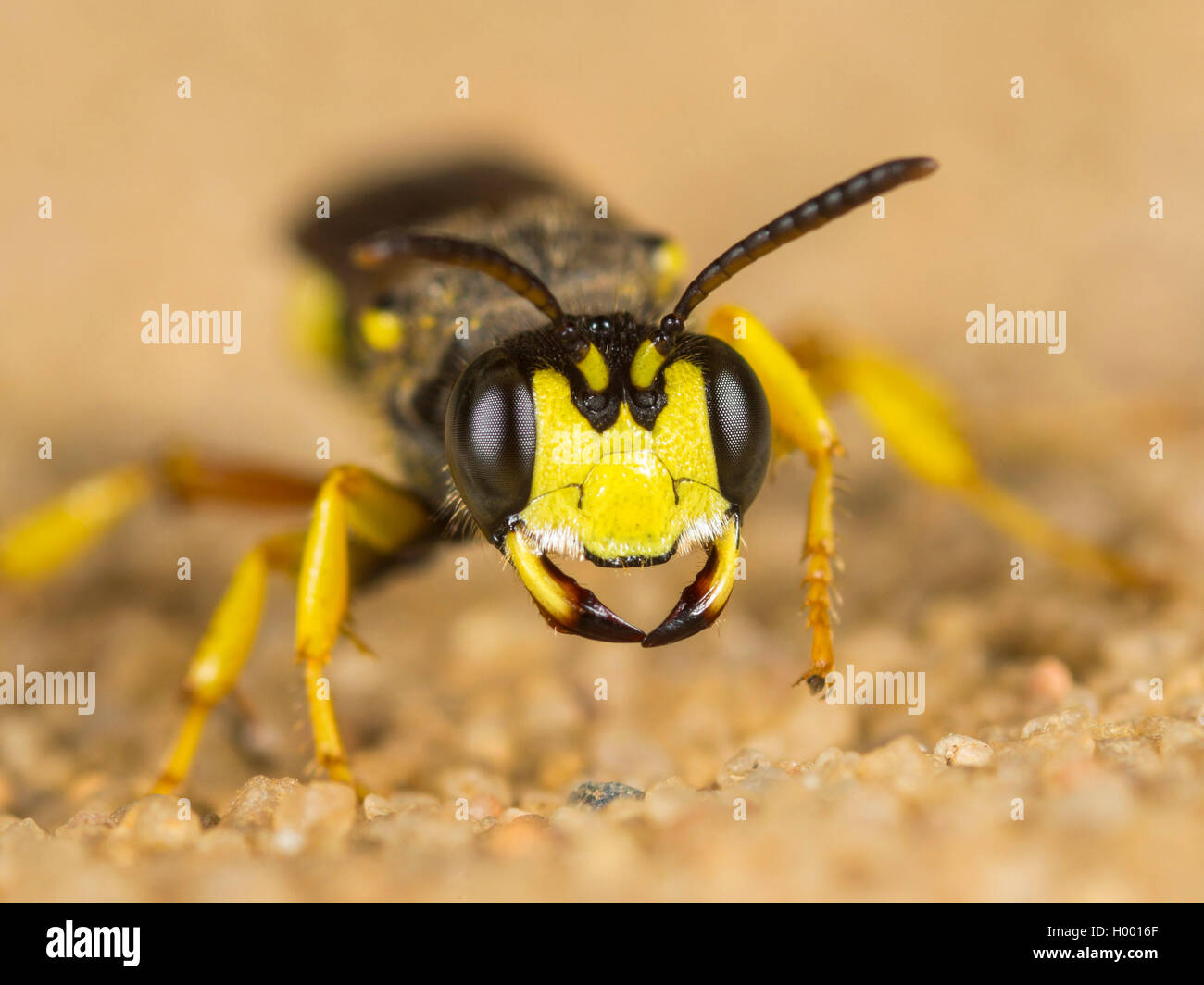 Queue ornée Digger Wasp (Cerceris rybyensis), Femme assise sur un sol sableux, Allemagne Banque D'Images