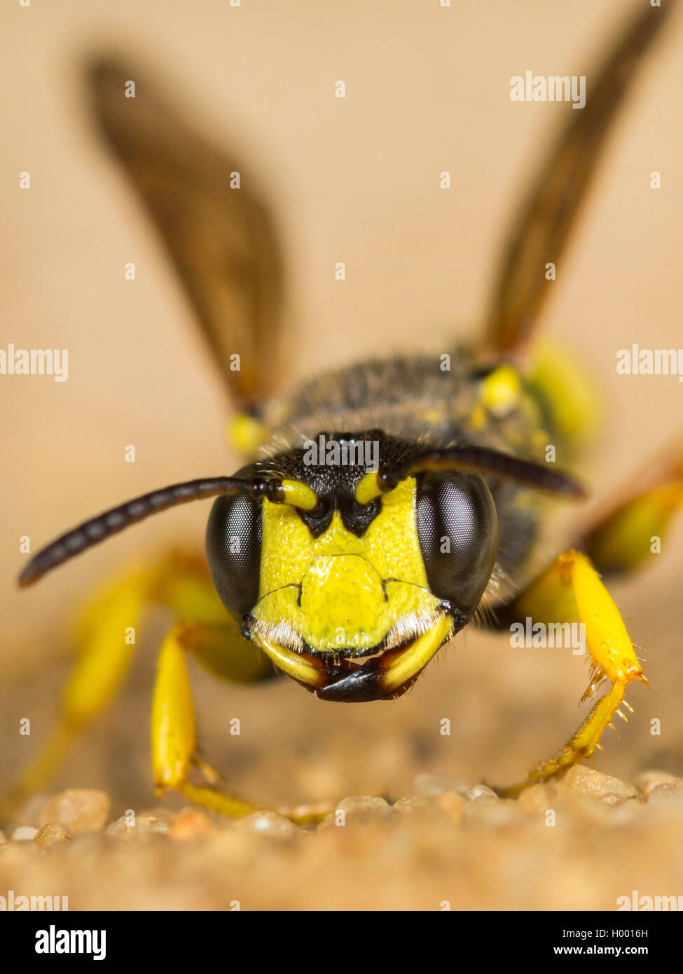 Queue ornée Digger Wasp (Cerceris rybyensis), Femme assise sur un sol sableux, Allemagne Banque D'Images