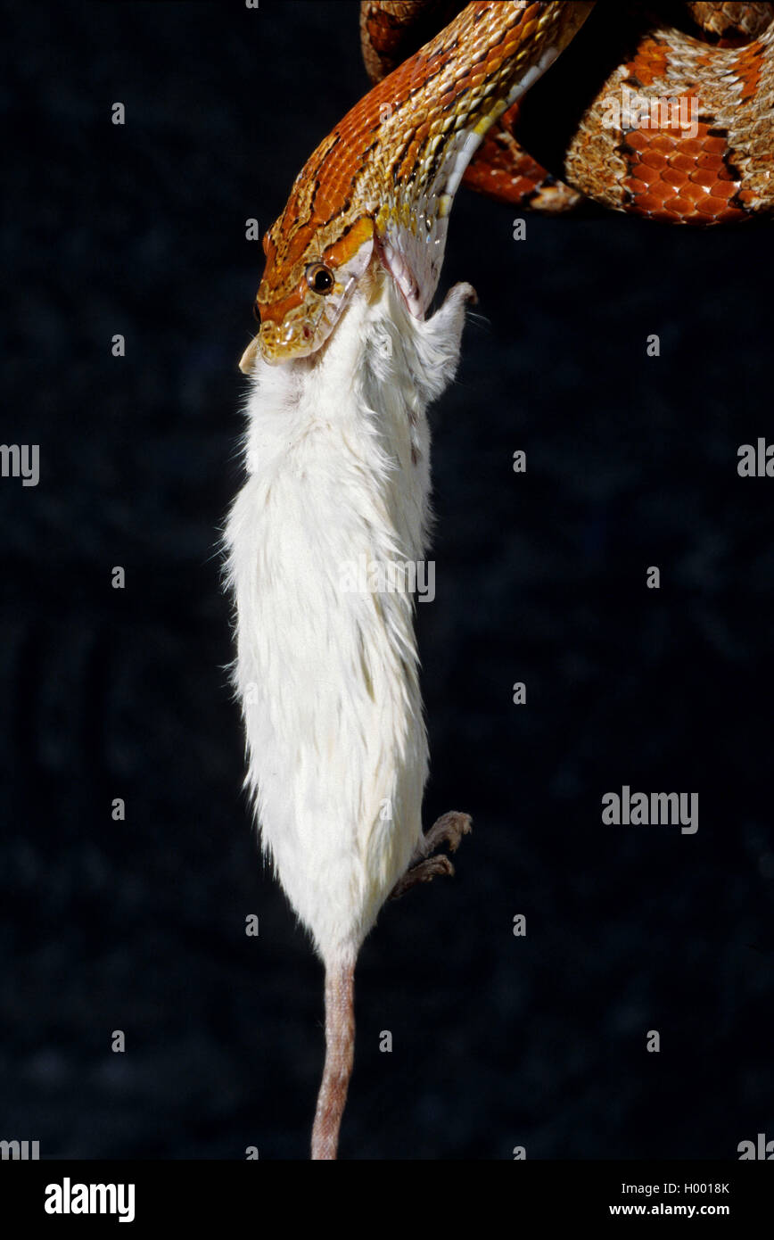 (Elaphe guttata serpent de maïs, Pantherophis guttatus), engloutissant une souris blanche, portrait Banque D'Images