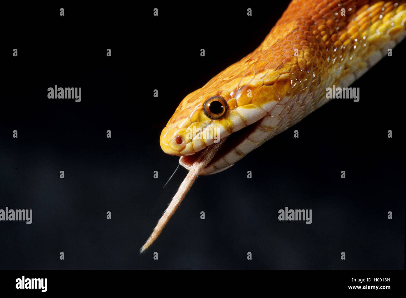 (Elaphe guttata serpent de maïs, Pantherophis guttatus), engloutissant une souris, portrait Banque D'Images