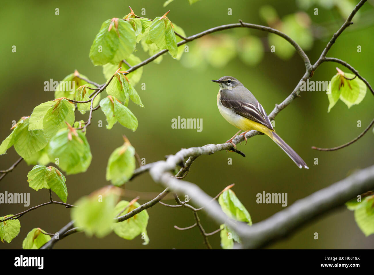 Bergeronnette des ruisseaux (Motacilla cinerea), assis sur une branche de hêtre, vue de côté, l'Allemagne, la Bavière Banque D'Images