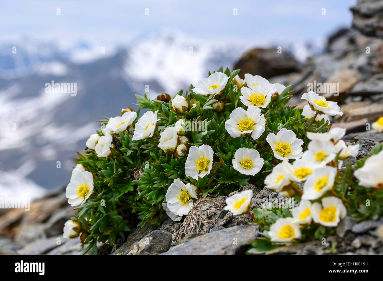 Glacier Crowfoot (Ranunculus glacialis), blooming, Autriche Banque D'Images