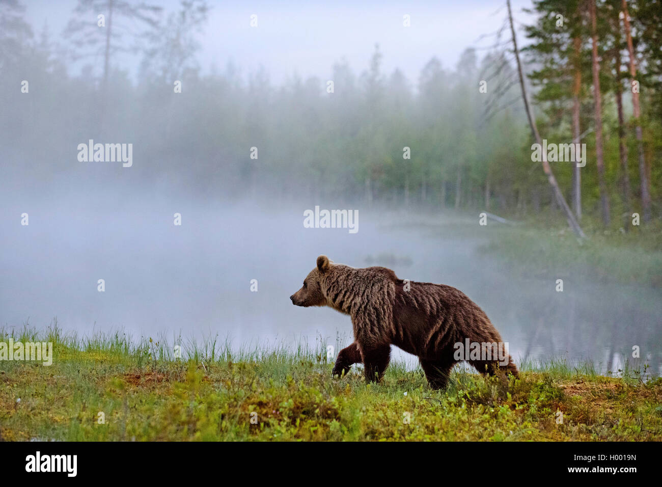 L'ours brun (Ursus arctos arctos), randonnée pédestre en rupture de l'aube à un étang, Finlande Banque D'Images