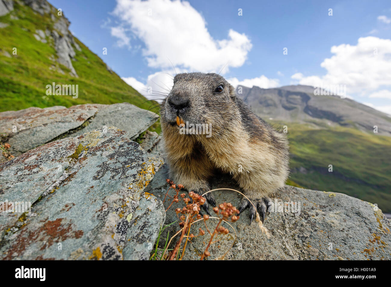 Marmotte des Alpes (Marmota marmota), est assis sur un rocher, Italie Banque D'Images