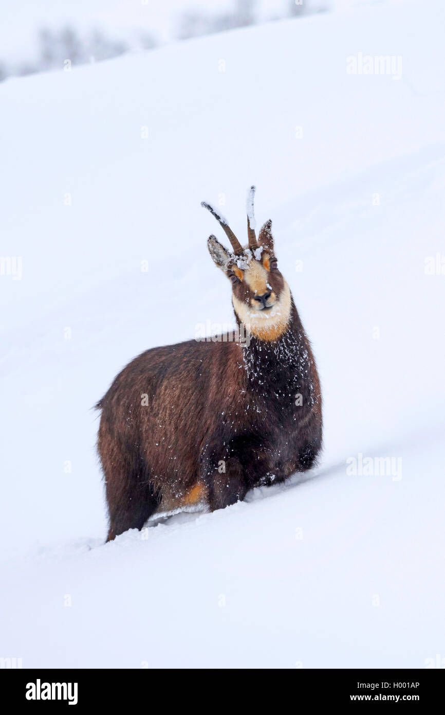 Chamois (Rupicapra rupicapra), chamois dans paysage de neige, Italie Banque D'Images