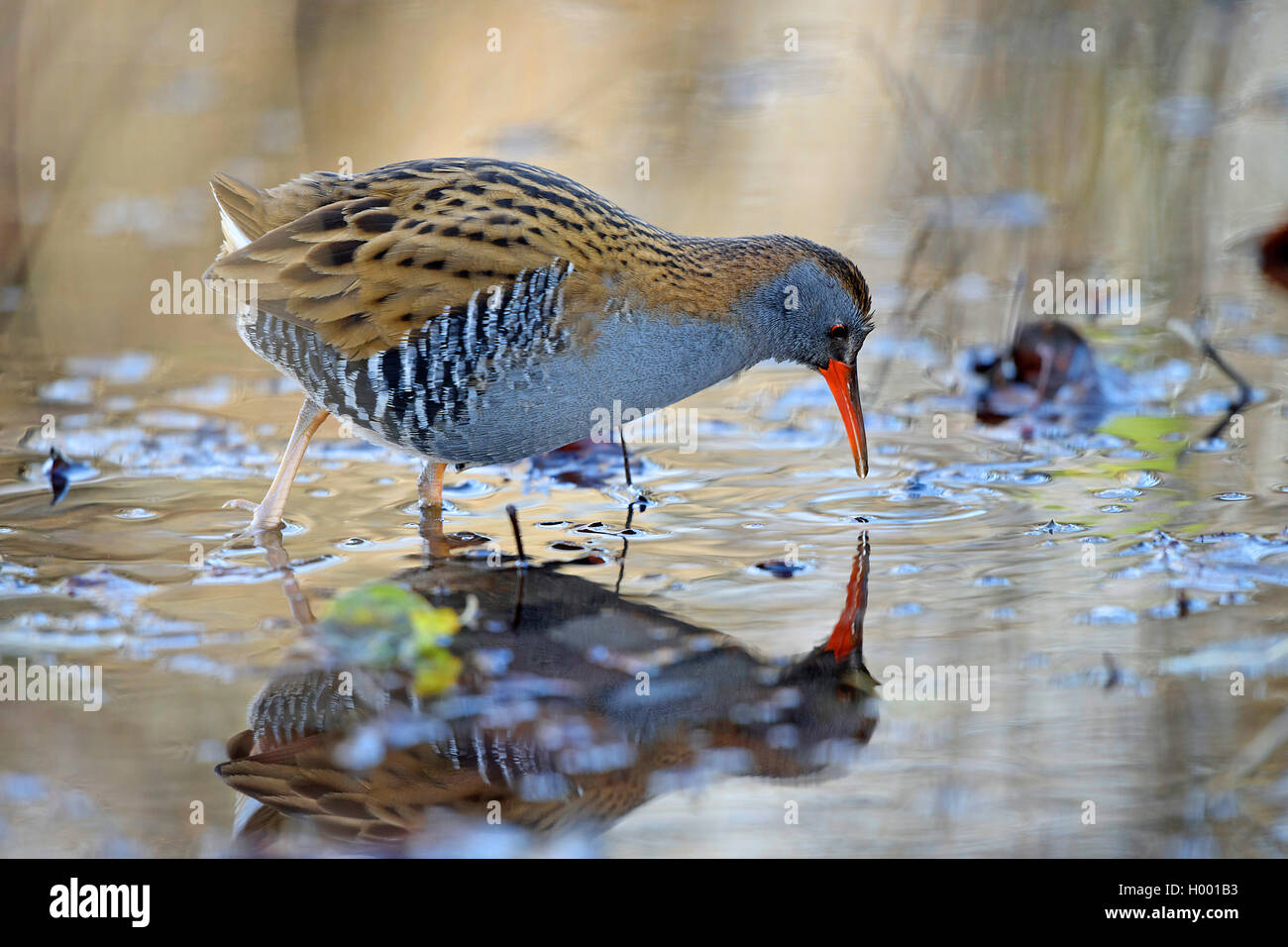 Rampe d'eau (Rallus aquaticus), à la recherche de nourriture dans les eaux peu profondes, vue de côté, l'Allemagne, la Bavière Banque D'Images