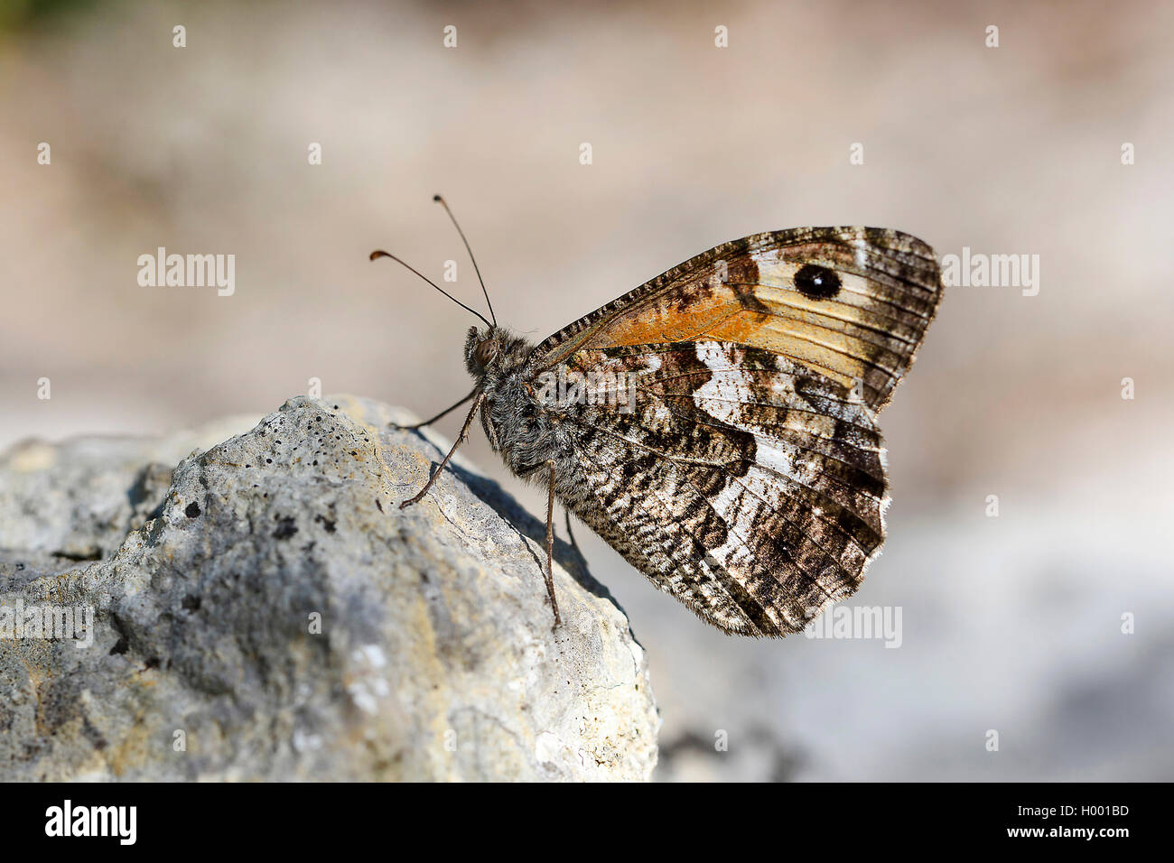 Grayling (semele) Clotilde, est assis sur une pierre, l'Allemagne, la Bavière Banque D'Images