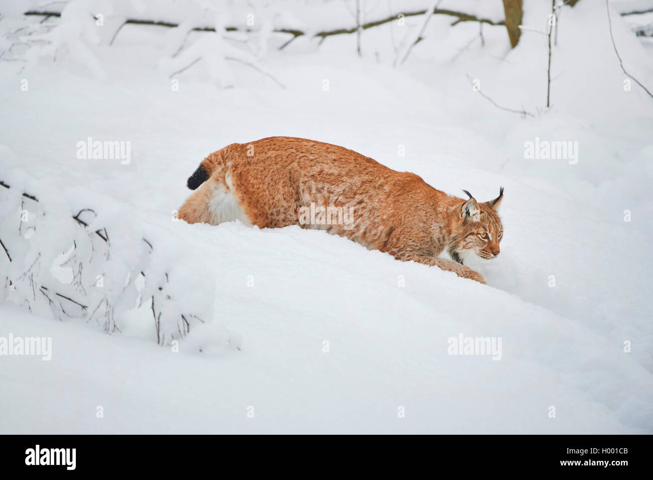 Carpates du lynx (Lynx lynx carpathicus), marcher dans la neige, vue de côté, l'Allemagne, la Bavière, le parc national Bayerischer Wald Banque D'Images